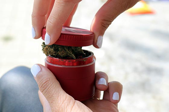 Woman's hands crushing marijuana buds in a container, or maybe just closing the lid.