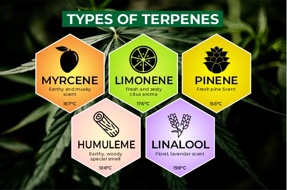 Infographic showcasing different types of terpenes.