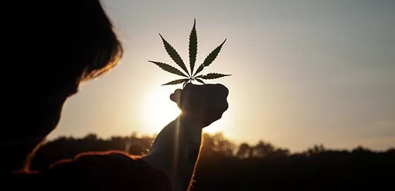 Silhouette of person holding marijuana leaf against the sun.