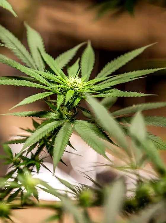 Cannabis plants growing in outdoor sunlight.