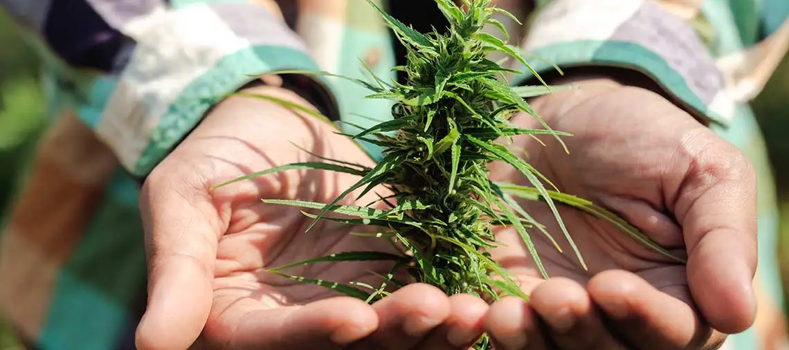 Grower's hands cradling a cannabis plant.