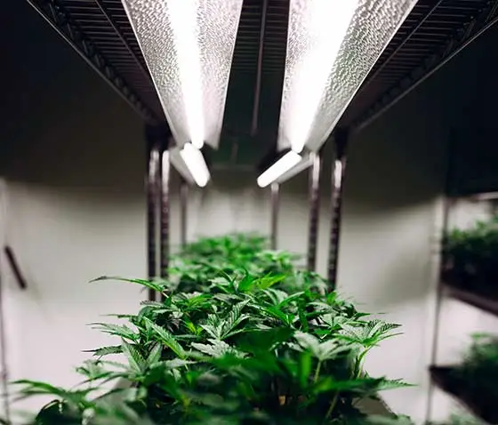 Cannabis plants growing under artificial lighting.
