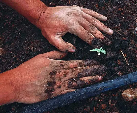 Seedling emerging from soil, with gardener's hands in the picture.