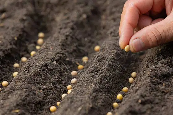Seeds being planted in neat rows in the soil.